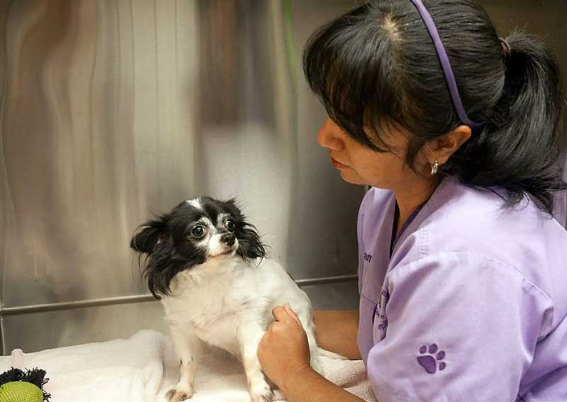 Carousel Slide 4: Urgent & critical veterinary care
