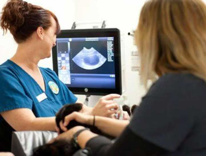 Pet Ultrasound